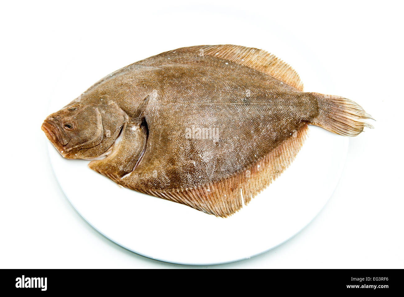 Frisches rohes Turbot Fisch auf weißen Teller und weißem Hintergrund Stockfoto