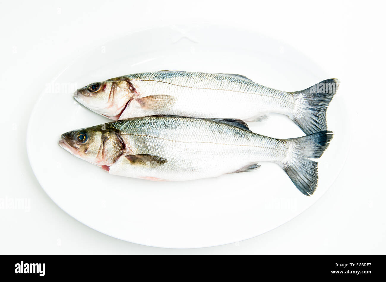 Handvoll frischer roher Seebarsch Fisch auf weißen Teller und weißem Hintergrund Stockfoto
