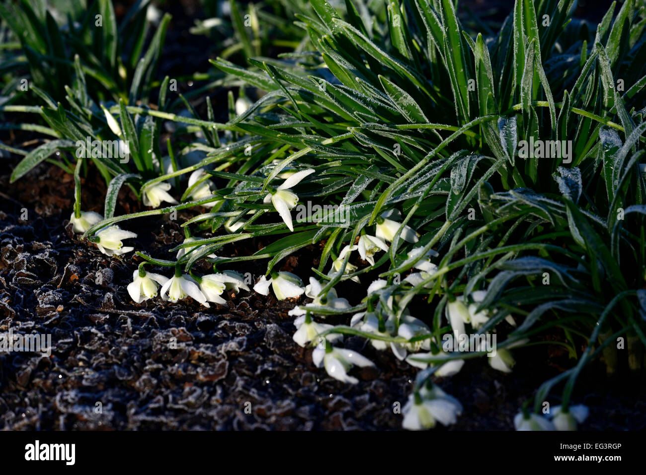 harte Raureif gefrostet überdachte Galanthus Snowdrop Schneeglöckchen Blume Blumen Schaden Recover Blüten Frühling RM Floral Stockfoto