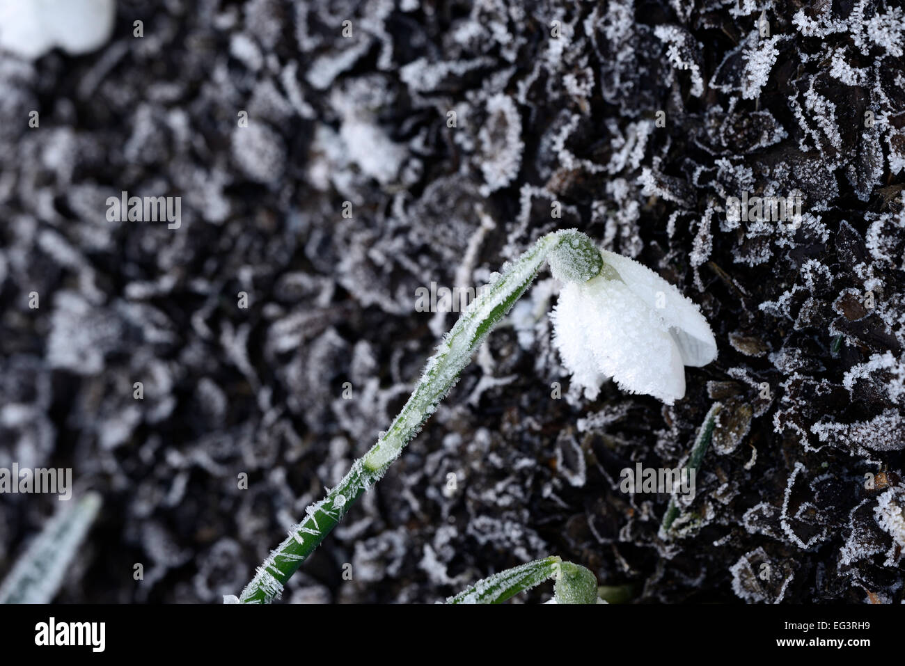 harte Raureif gefrostet überdachte Galanthus Snowdrop Schneeglöckchen Blume Blumen Schaden Recover Blüten Frühling RM Floral Stockfoto
