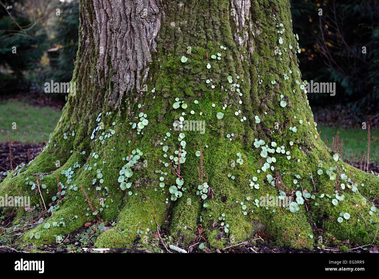 Moos und Lebermoos bedeckt Eiche Stamm Quercus Robur alten feuchten RM Floral Stockfoto