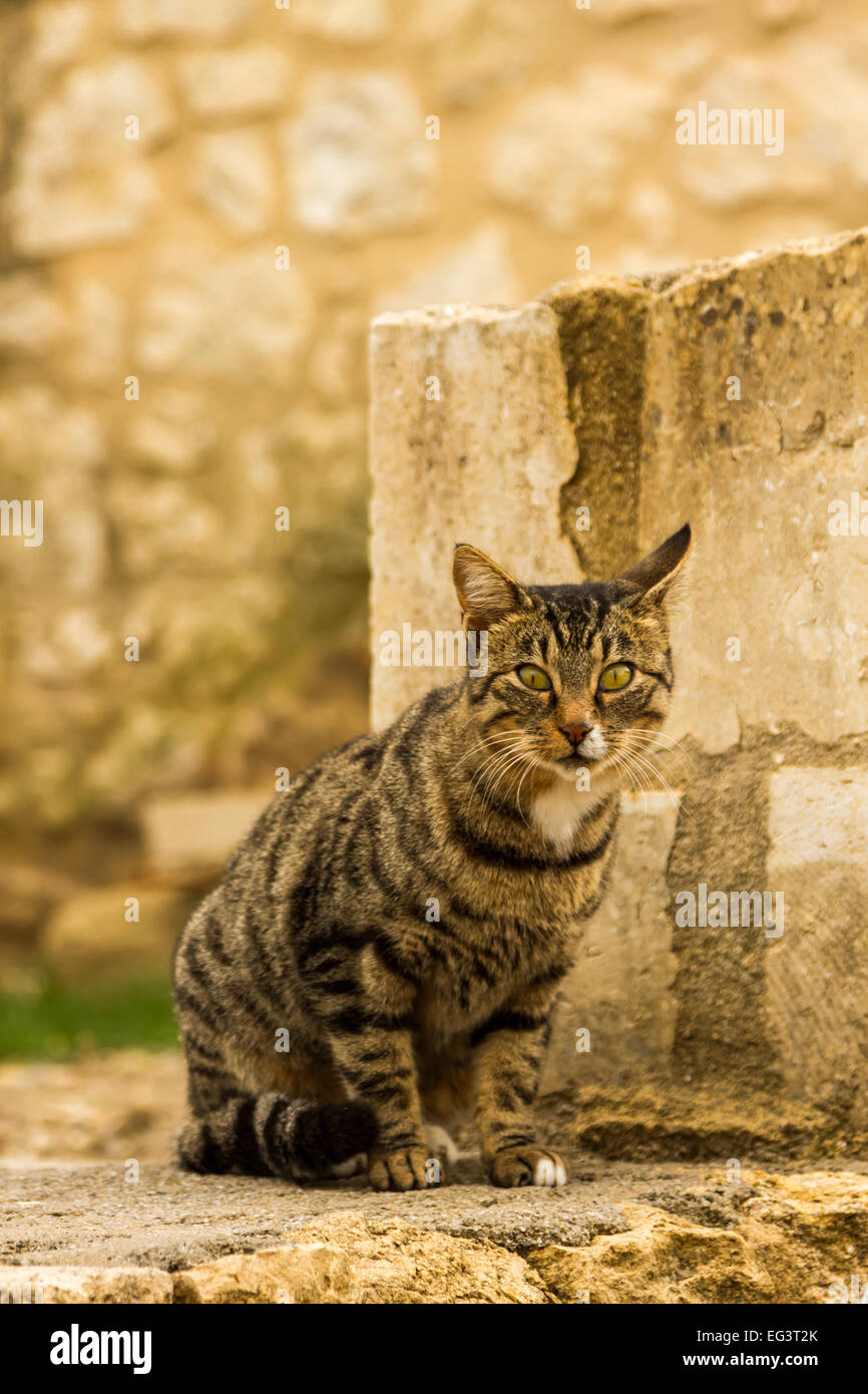 Überrascht Katze in Kreta, Griechenland. Stockfoto