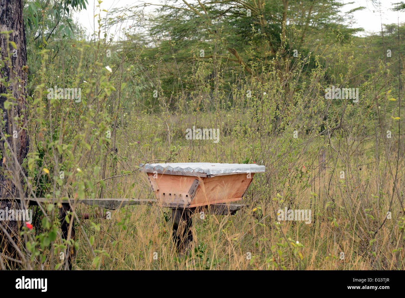 Kenianische Imker Bienenkorb genannt eine horizontale Top bar Hive bei Beobachtungsprogramm in Kenia, Ostafrika Stockfoto