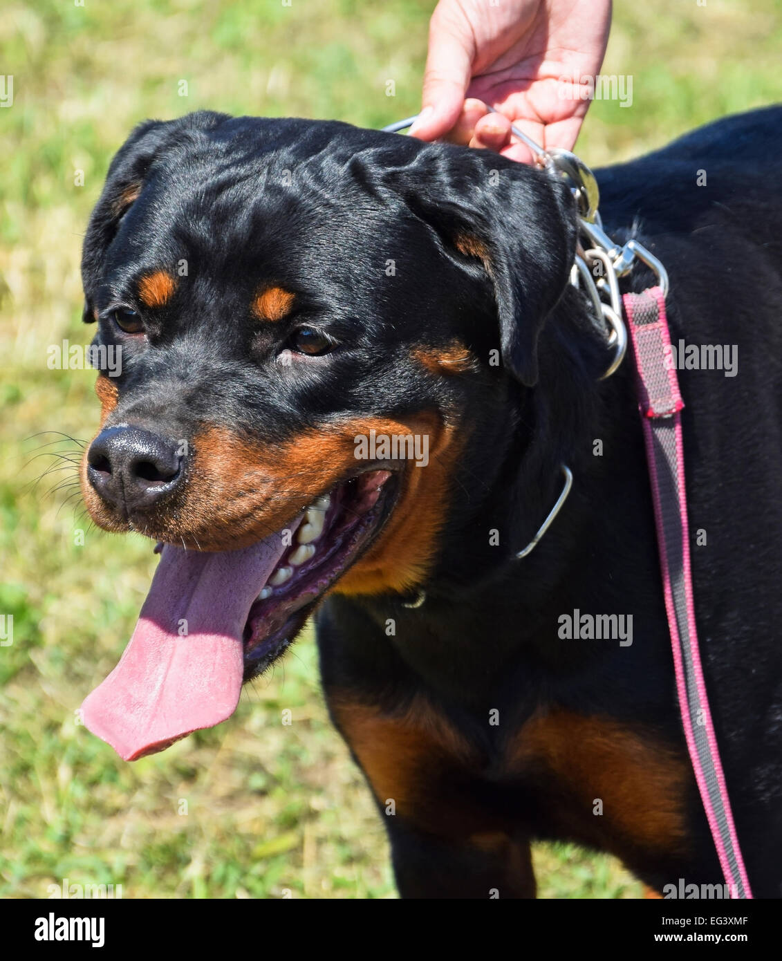 Rottweiler Hund Stockfoto