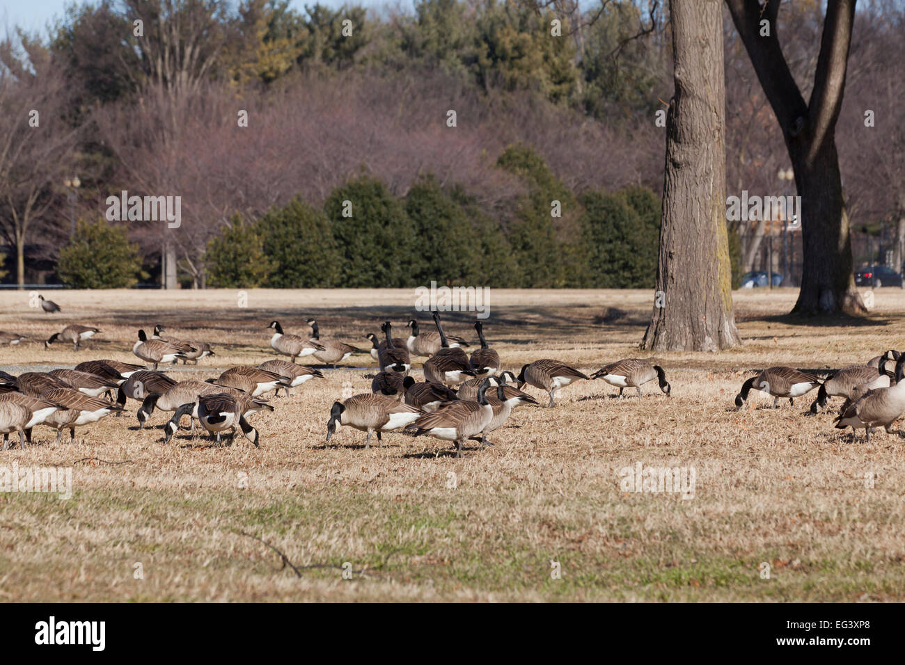 Kanadagänse Herde Fütterung im winter (Branta Canadensis) - USA Stockfoto