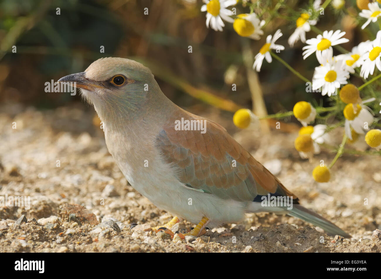 Eurasische Roller Vogel in im nördlichen Kirgisistan. Stockfoto