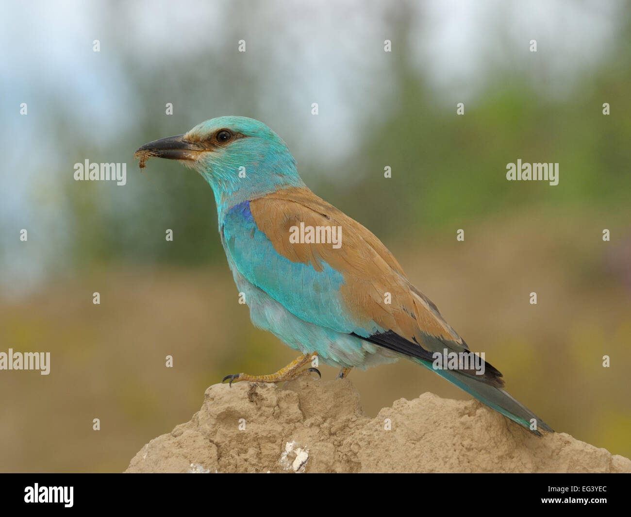 Eurasische Roller Vogel, im Süden Kasachstans. Stockfoto