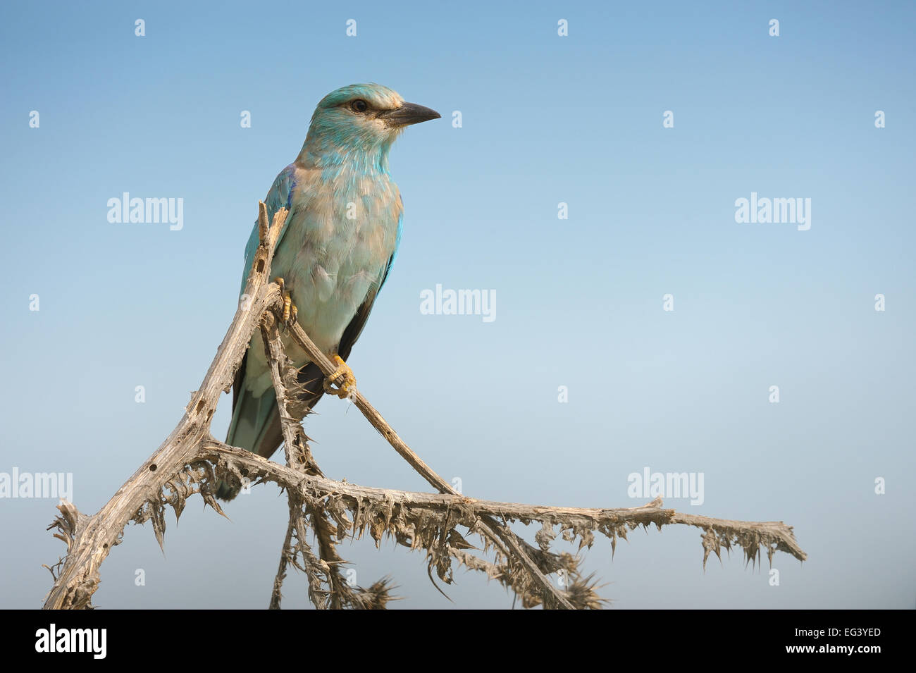 Eurasische Roller Vogel, im Süden Kasachstans. Stockfoto