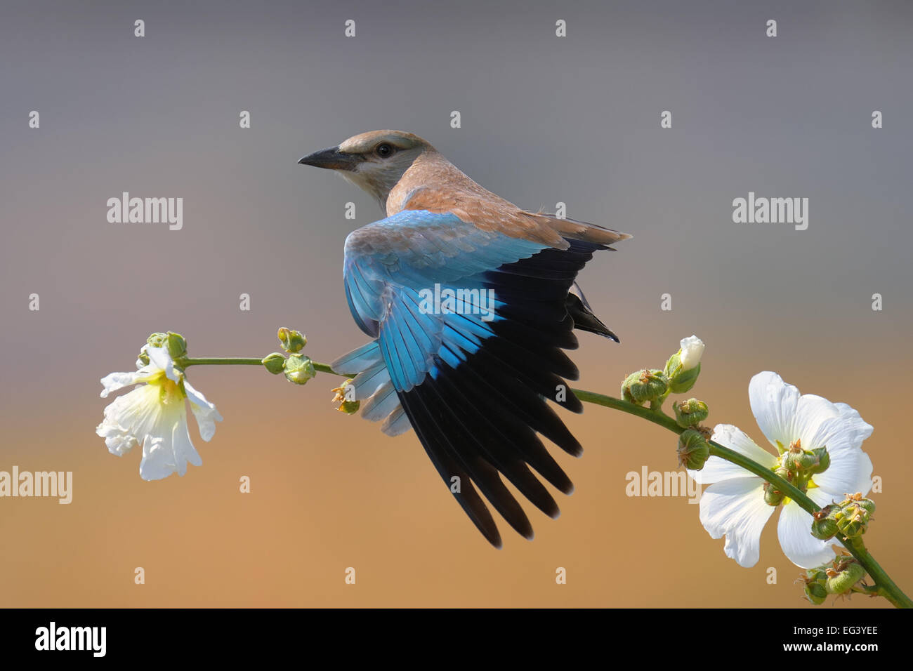 Eurasische Roller Vogel, im Süden Kasachstans. Stockfoto