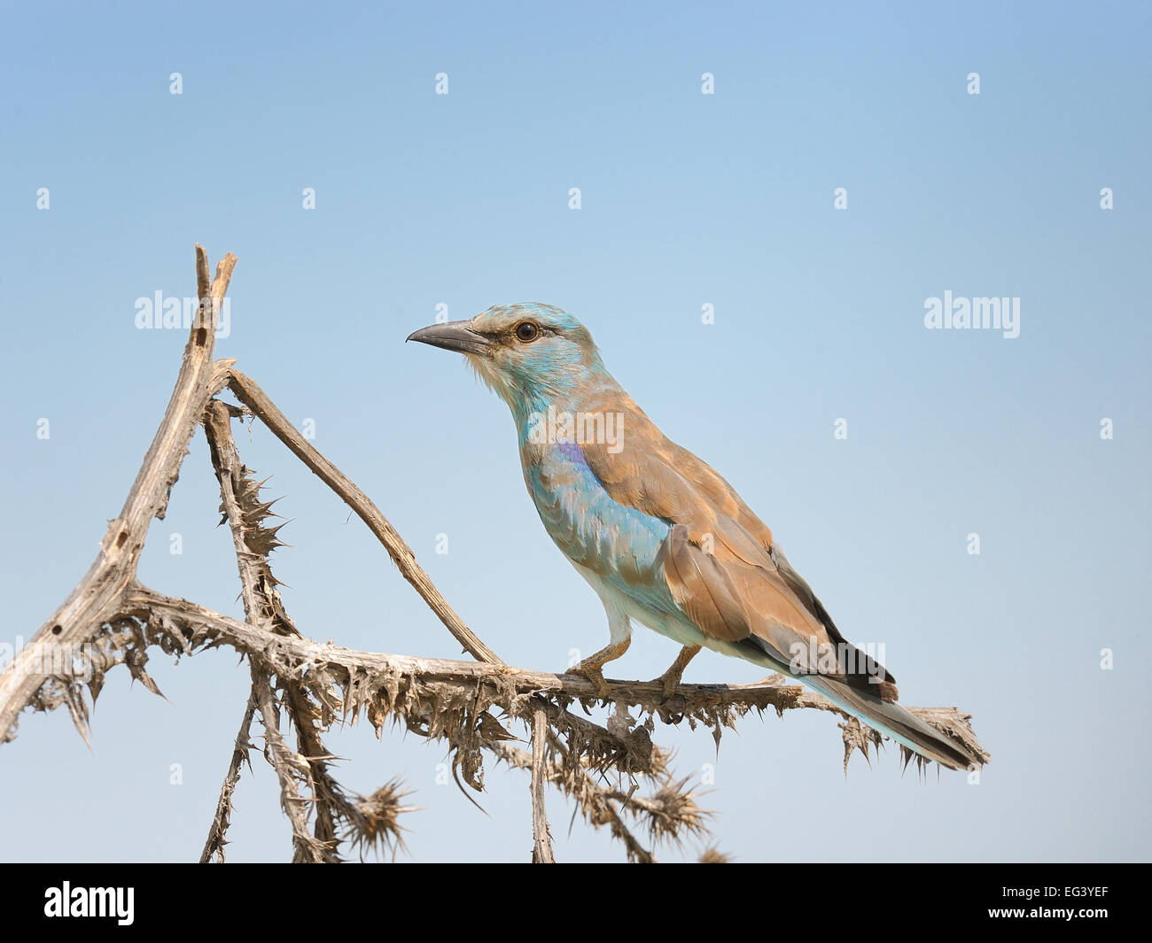 Eurasische Roller Vogel, im Süden Kasachstans. Stockfoto