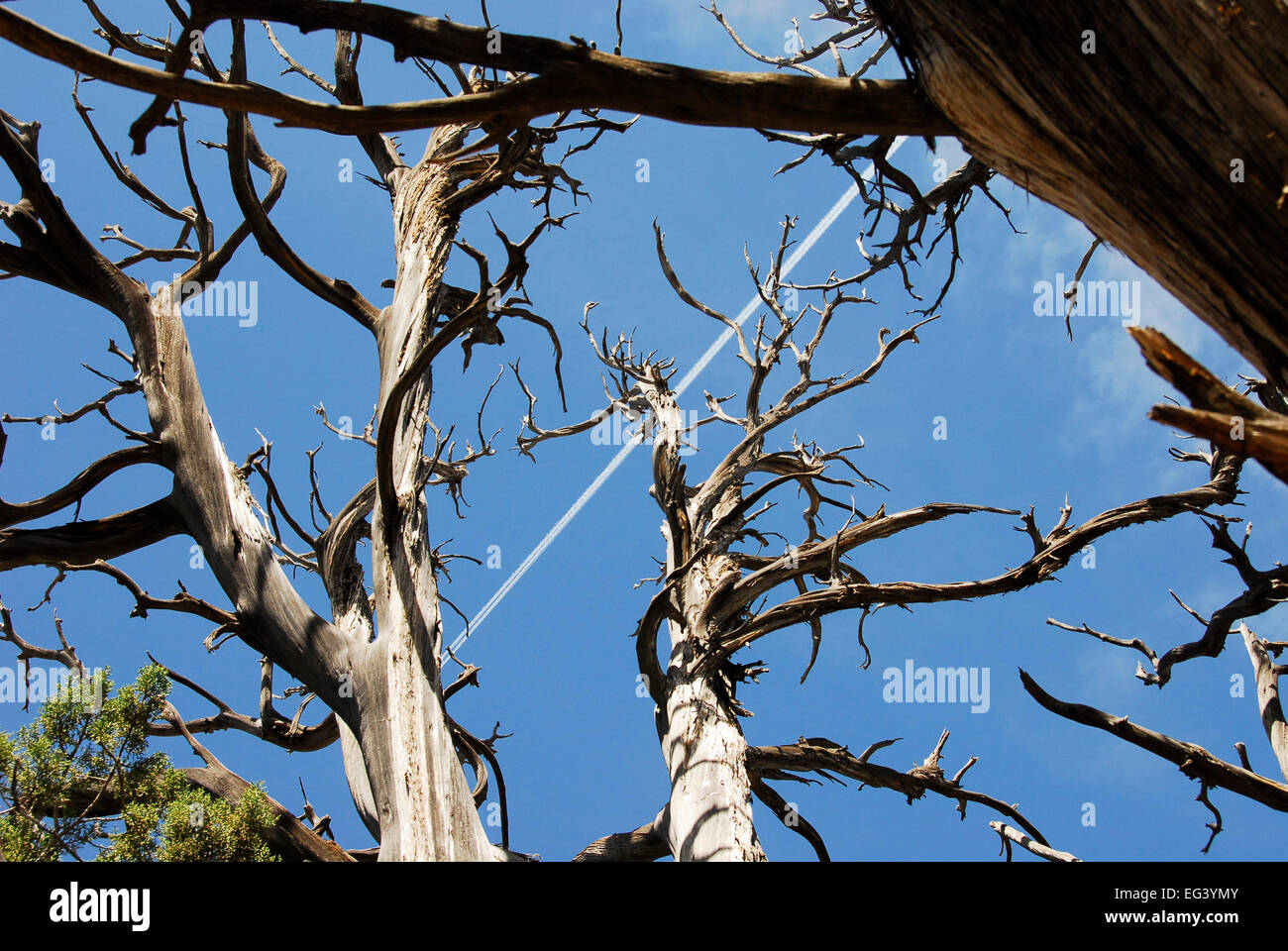 Toter Baum Silhouette Stockfoto