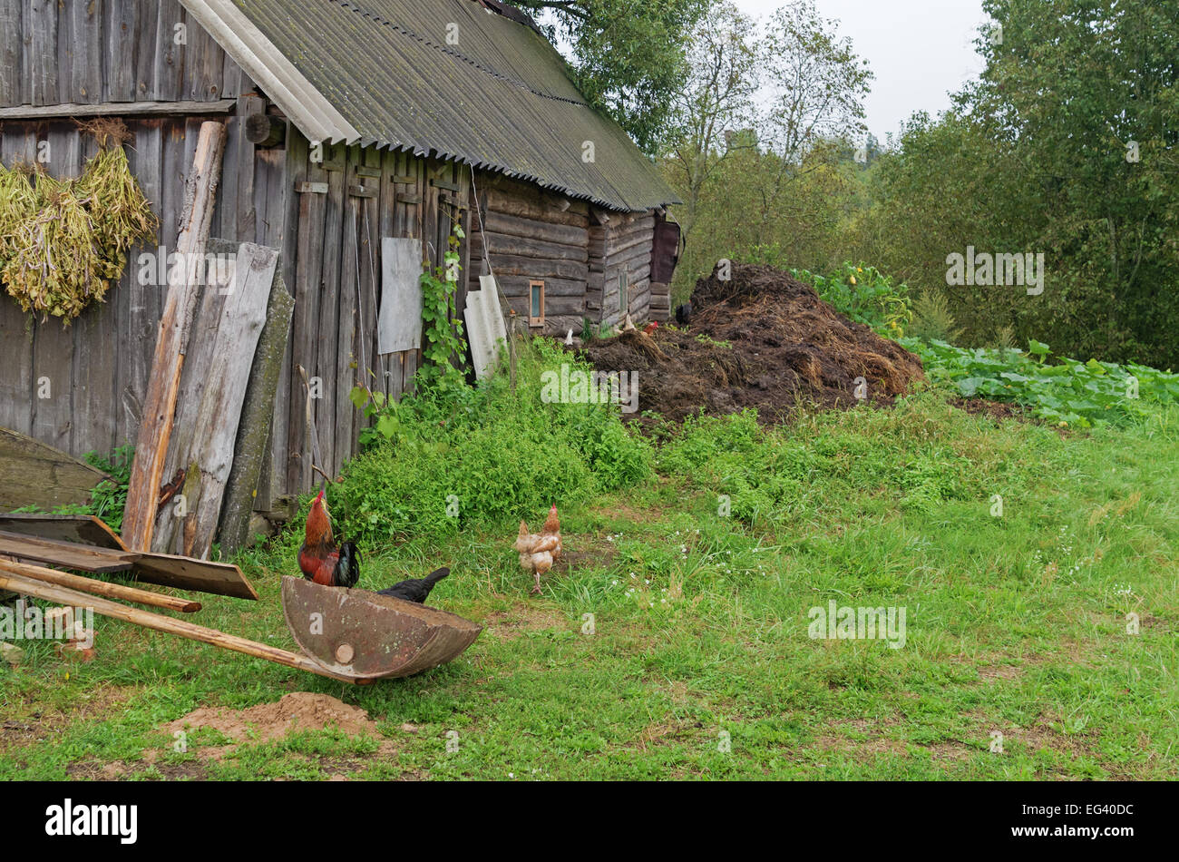 Hennen suchen in Gülle einer Kuh von Würmern. Stockfoto