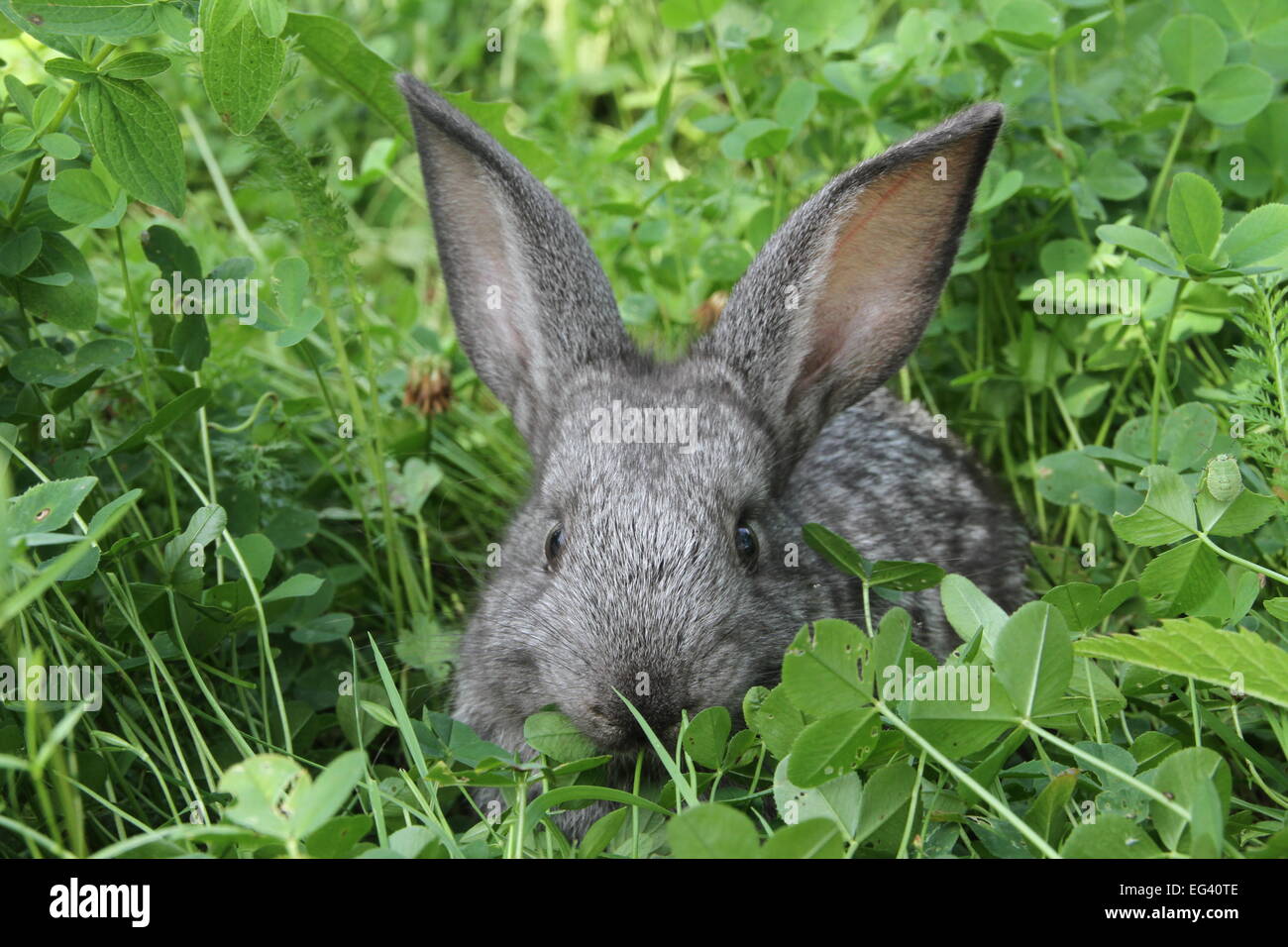 Grauer Hase Klee Rasen Stockfoto