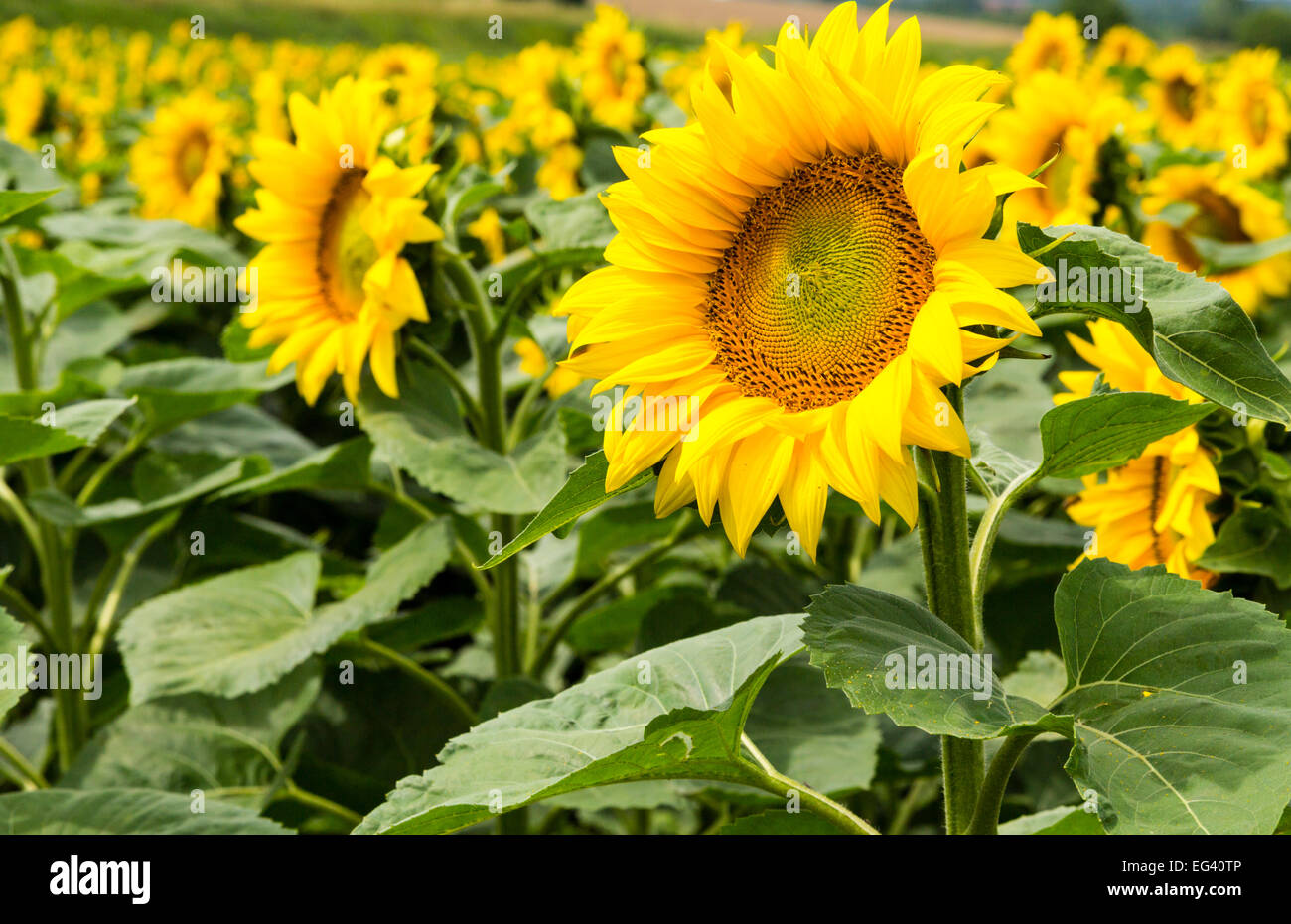 Sonnenblumenöl Ernte an einem sonnigen Tag in der Tarn-et-Garonne Region im Süden Frankreichs. Stockfoto