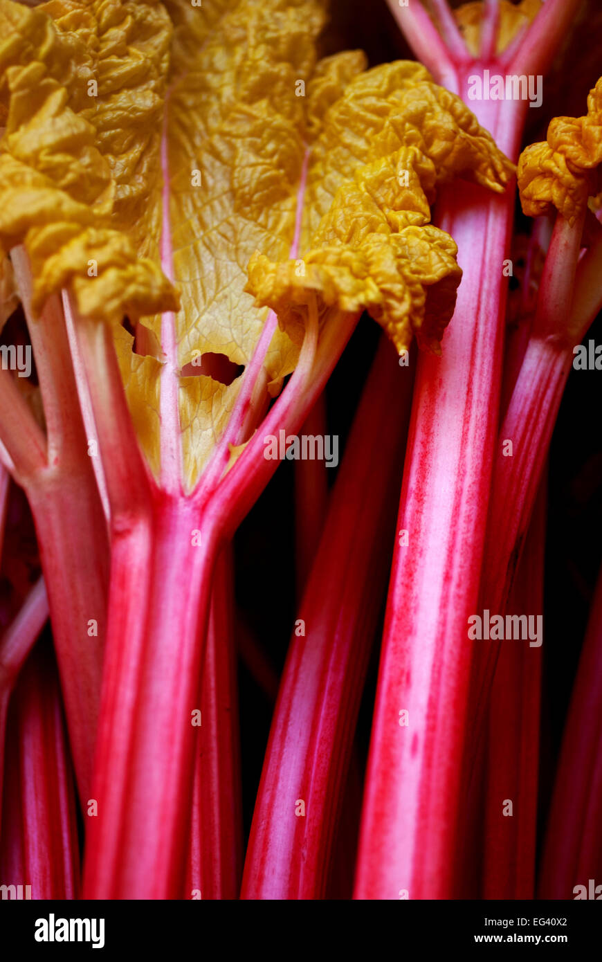 Erzwungene Rhabarber Stockfoto