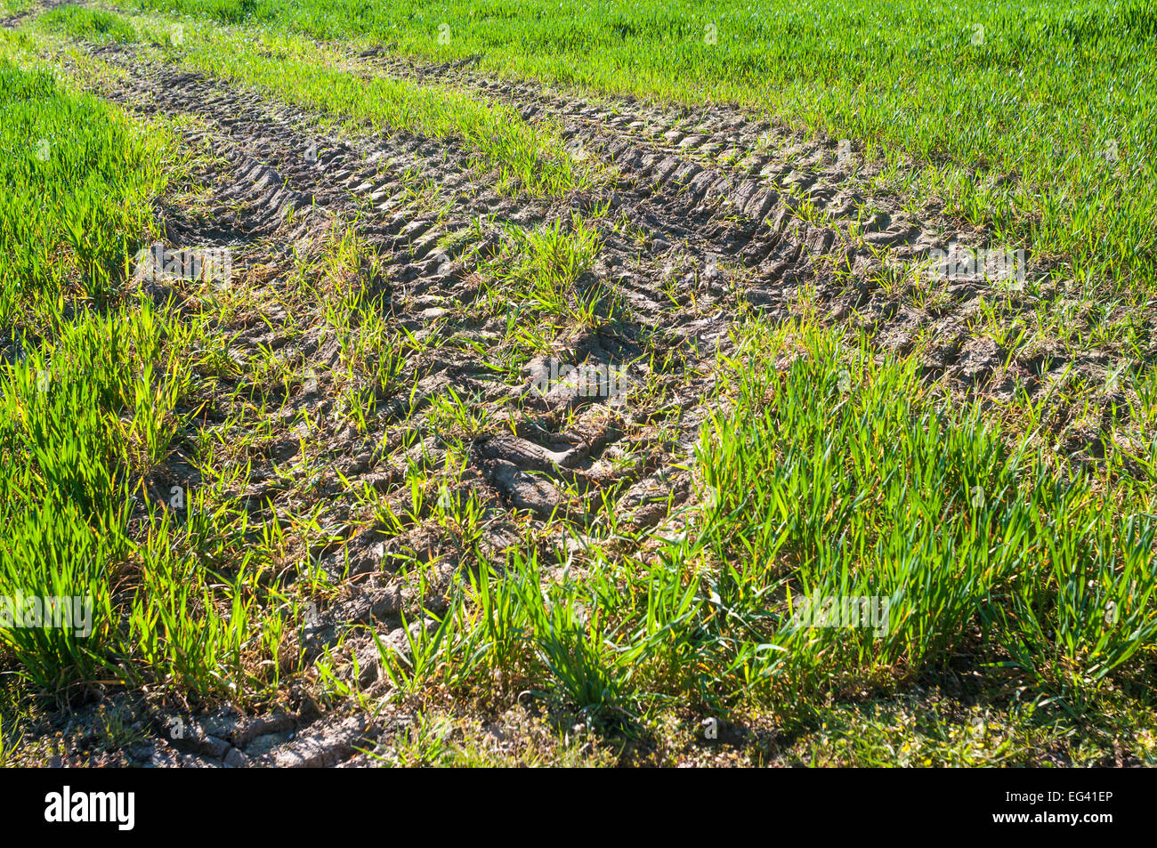 Traktor-Reifen Spuren im Bereich der Winterweizen Triebe - Frankreich. Stockfoto