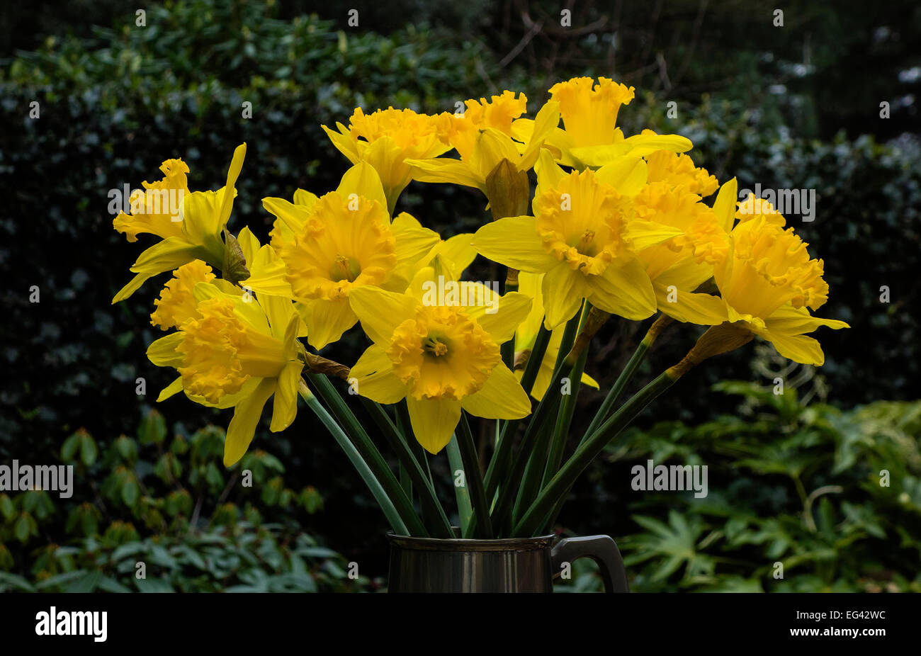 Bündel Narzissen im Garten container, Frühling, Dorset, England, Großbritannien Stockfoto