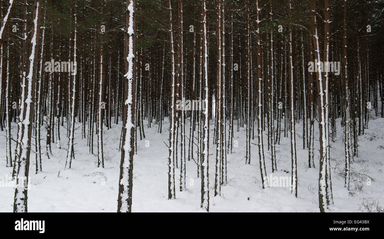 Winterschnee bedeckten Pinien in der schottischen Landschaft. Schottland Stockfoto