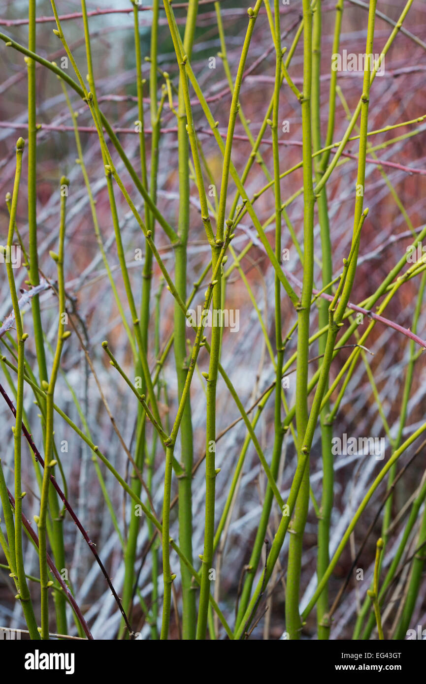 Tilia platyphyllos Aurea. Golden stammte Lime Tree Branches im Winter Stockfoto
