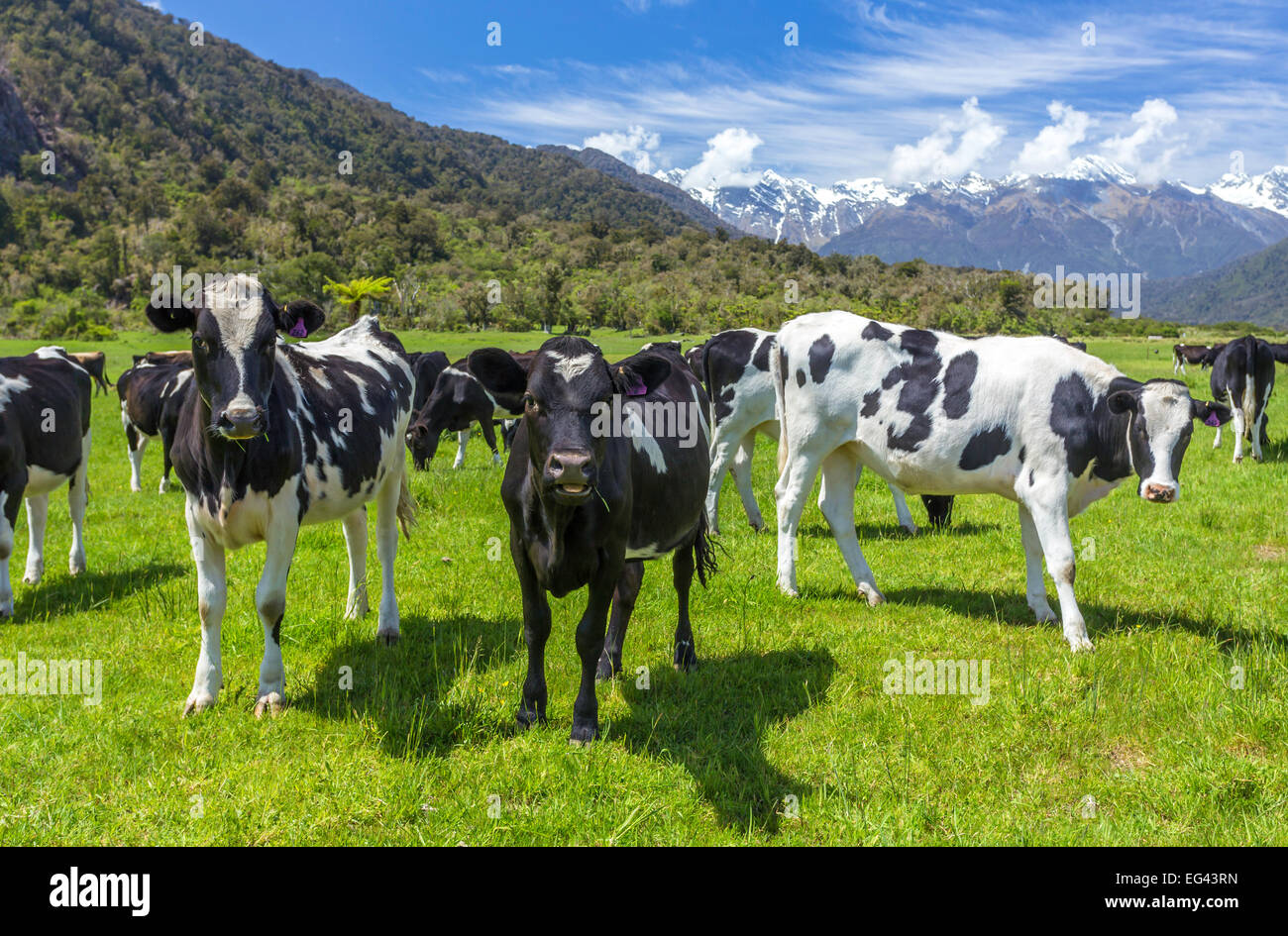 Milchkühe weiden in einem Feld mit Neuseeland Berg in der Ferne Stockfoto