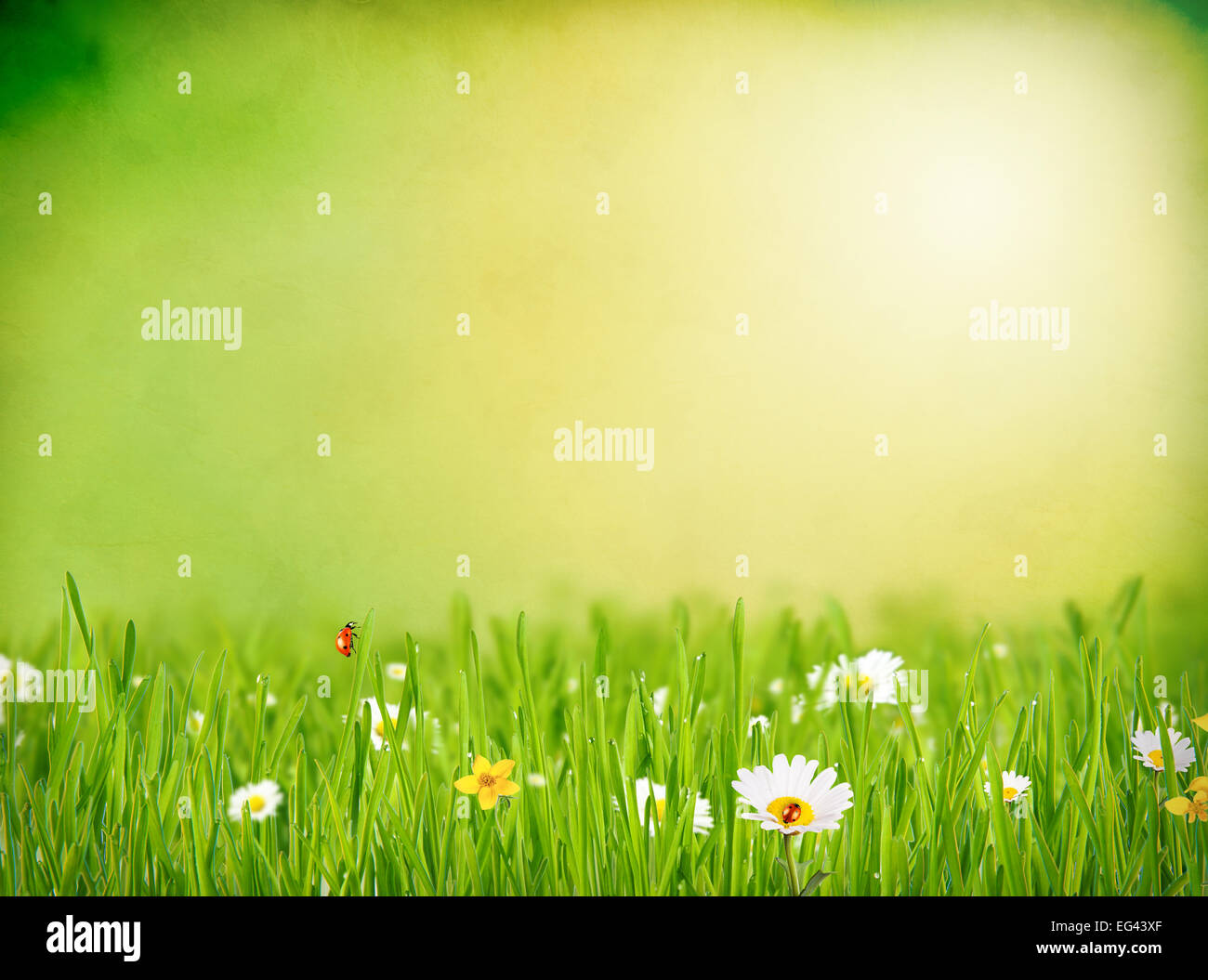 Abstrakte Blumen Hintergrund mit freiem Speicherplatz für text Stockfoto