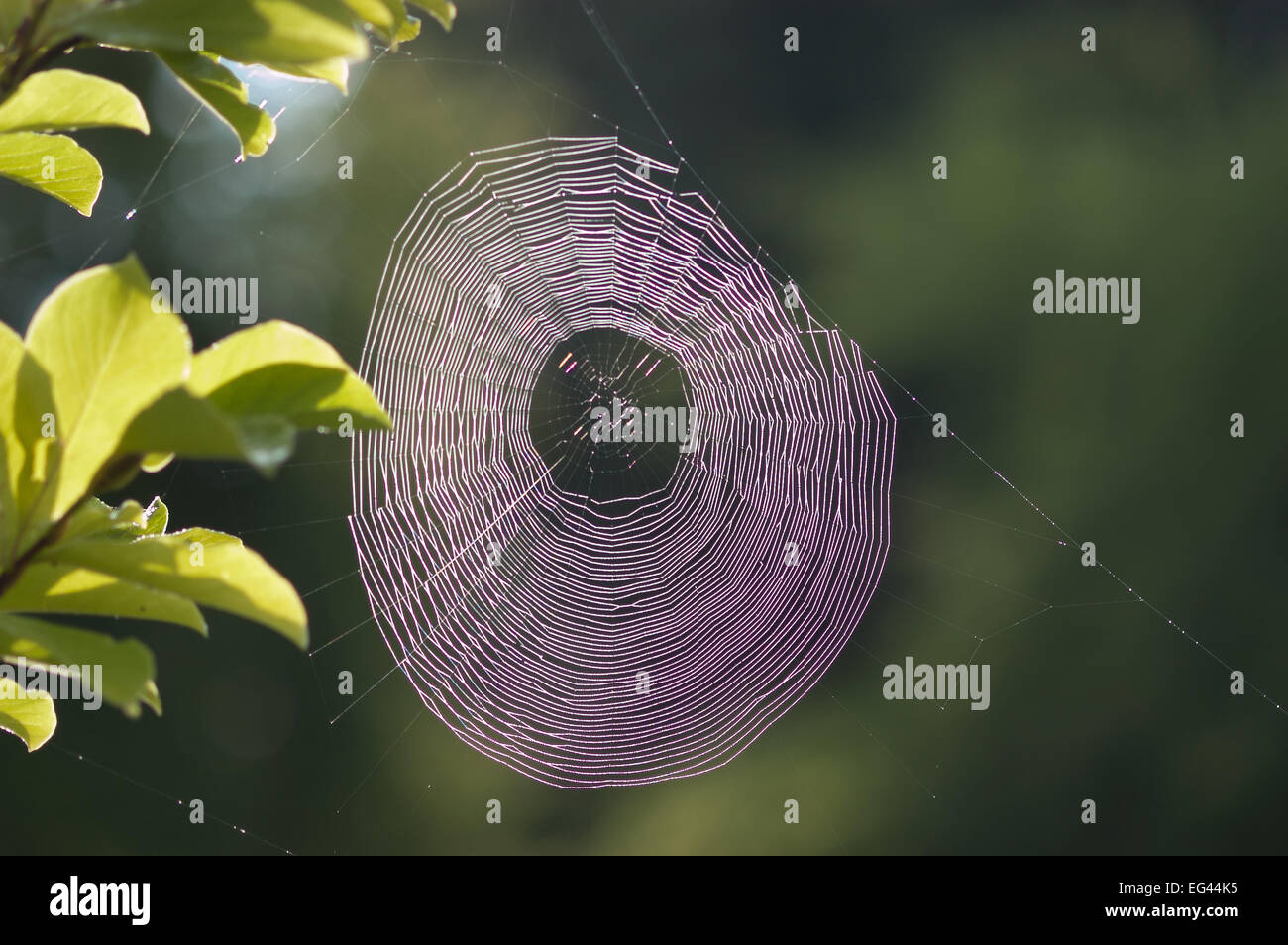 Kondensierte Wasser Tautropfen gefangen an feine Stränge Spinnennetz mit Lichtstrahlen zerlegt und verteilt Stockfoto