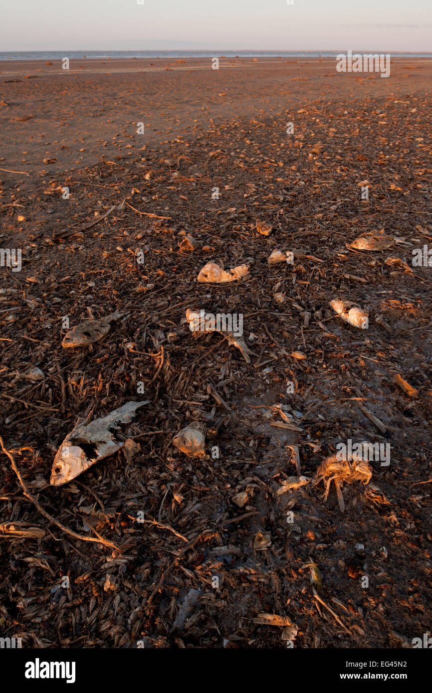 Halligan Bay Land trifft Wasser die Salz Feld Tausende Tote Insekten Fische Nagetiere Vögel an den Strand gespült werden. Lake Eyre South Australia Stockfoto