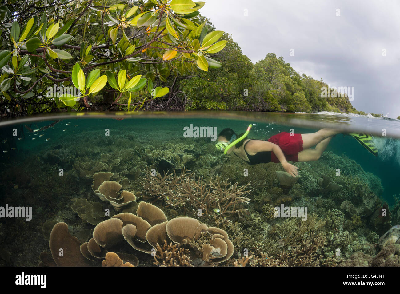 Coral Reef Split Level Mangroven Schnorchler Raja Ampat West Papua Indonesien Februar 2012 Modell veröffentlicht. Stockfoto