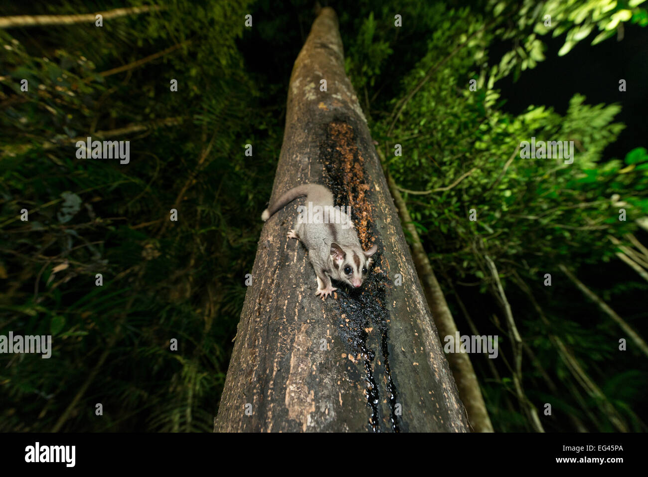 Sugar Glider (Petaurus Breviceps) Fütterung auf SAP-Baumstamm. Atherton Tablelands-Queensland-Australien Stockfoto