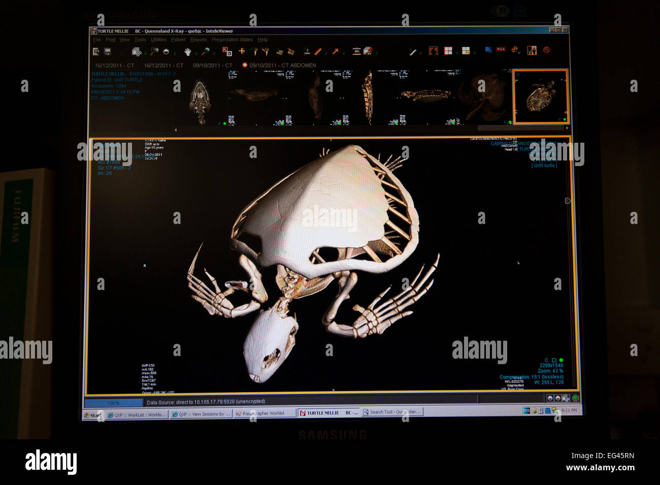 CT-Scan verletzt grüne Schildkröte "Angie" (Chelonia Mydas), die Cairns Schildkröte Rehabilitation Centre Cairns bildgebende Diagnostik. Queensland-Australien Stockfoto