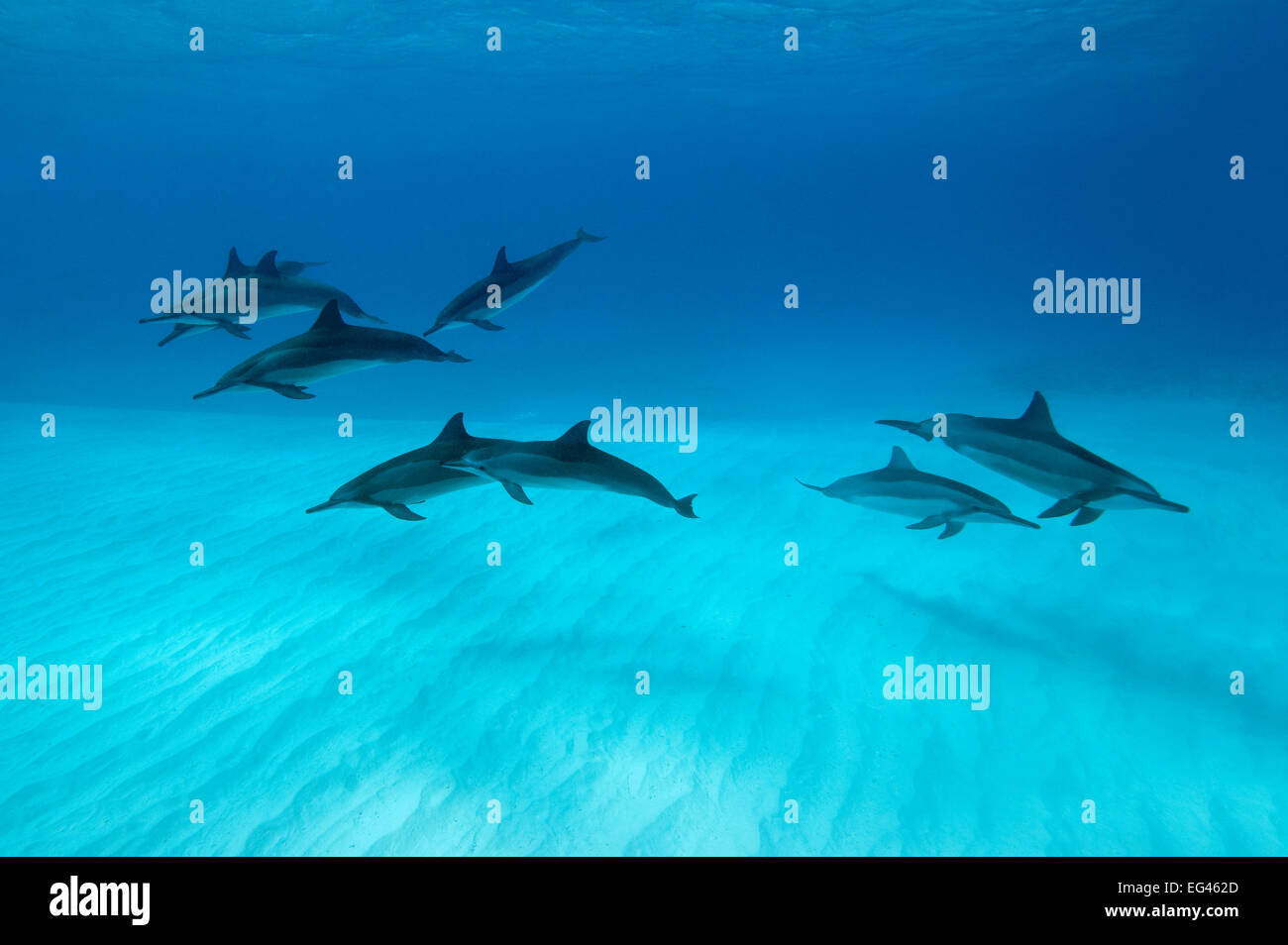 Spinner Delfine (Stenella Longirostris) kleine Pod in innerhalb von Midway Atoll Midway Pacific. Stockfoto