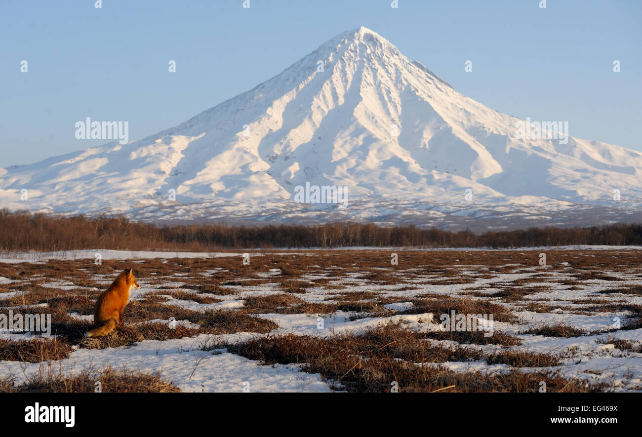 Rotfuchs (Vulpes Vulpes) in weiten Landschaft Kronotsky Vulkan am Horizont. Kronotsky Zapovednik Nature Reserve Kamtschatka russischen Fernen Osten März. Stockfoto