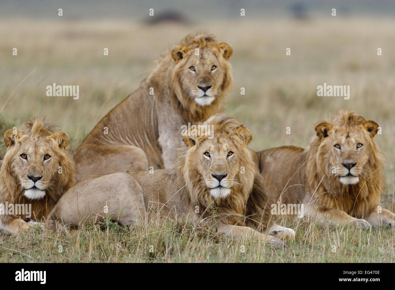 Löwe (Panthera Leo) Männchen ruht Masai Mara Game Reserve Kenia. Gefährdete Arten. Stockfoto