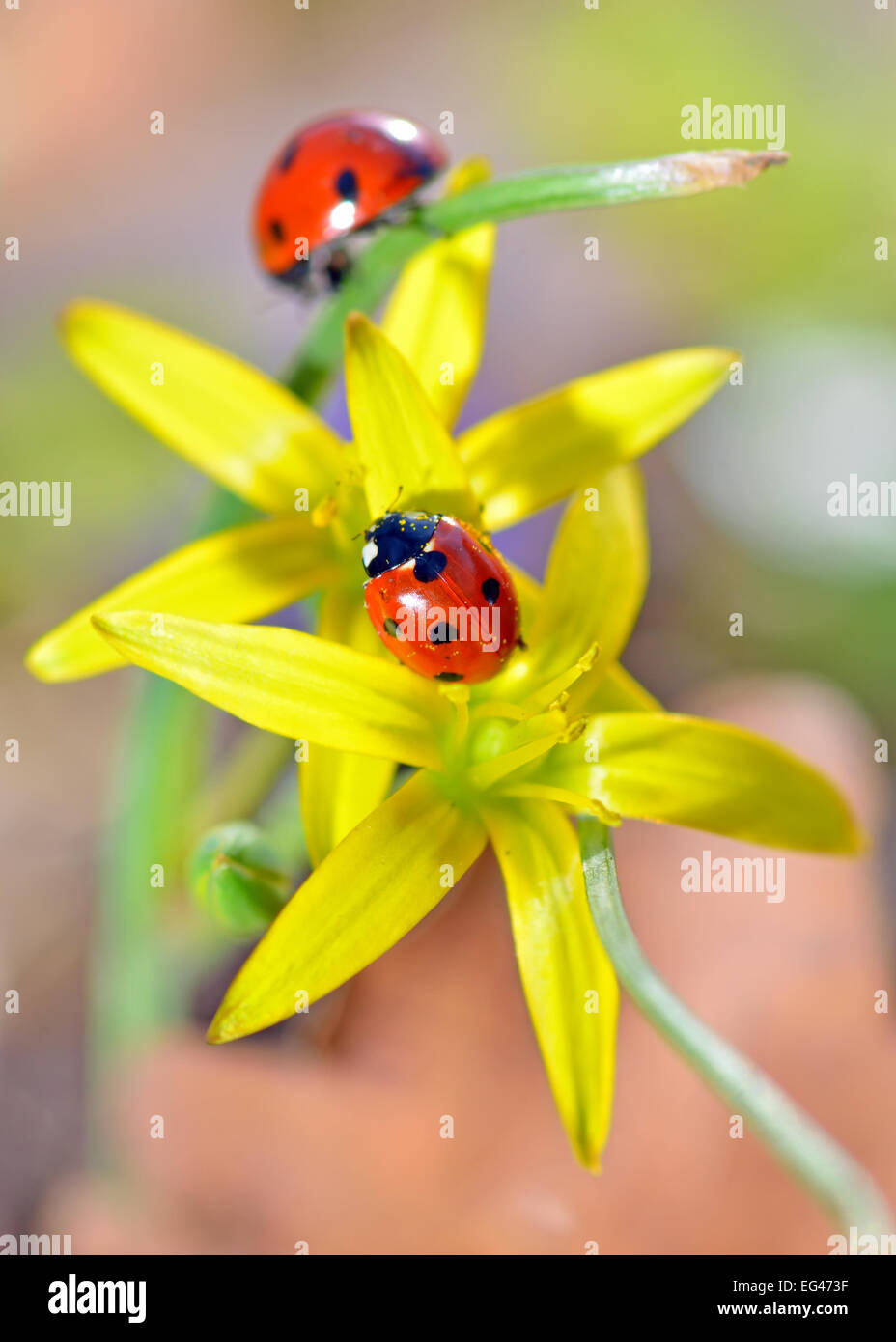 zwei rote Marienkäfer auf gelben Blüten, die in natürlichen Hintergrund isoliert Stockfoto