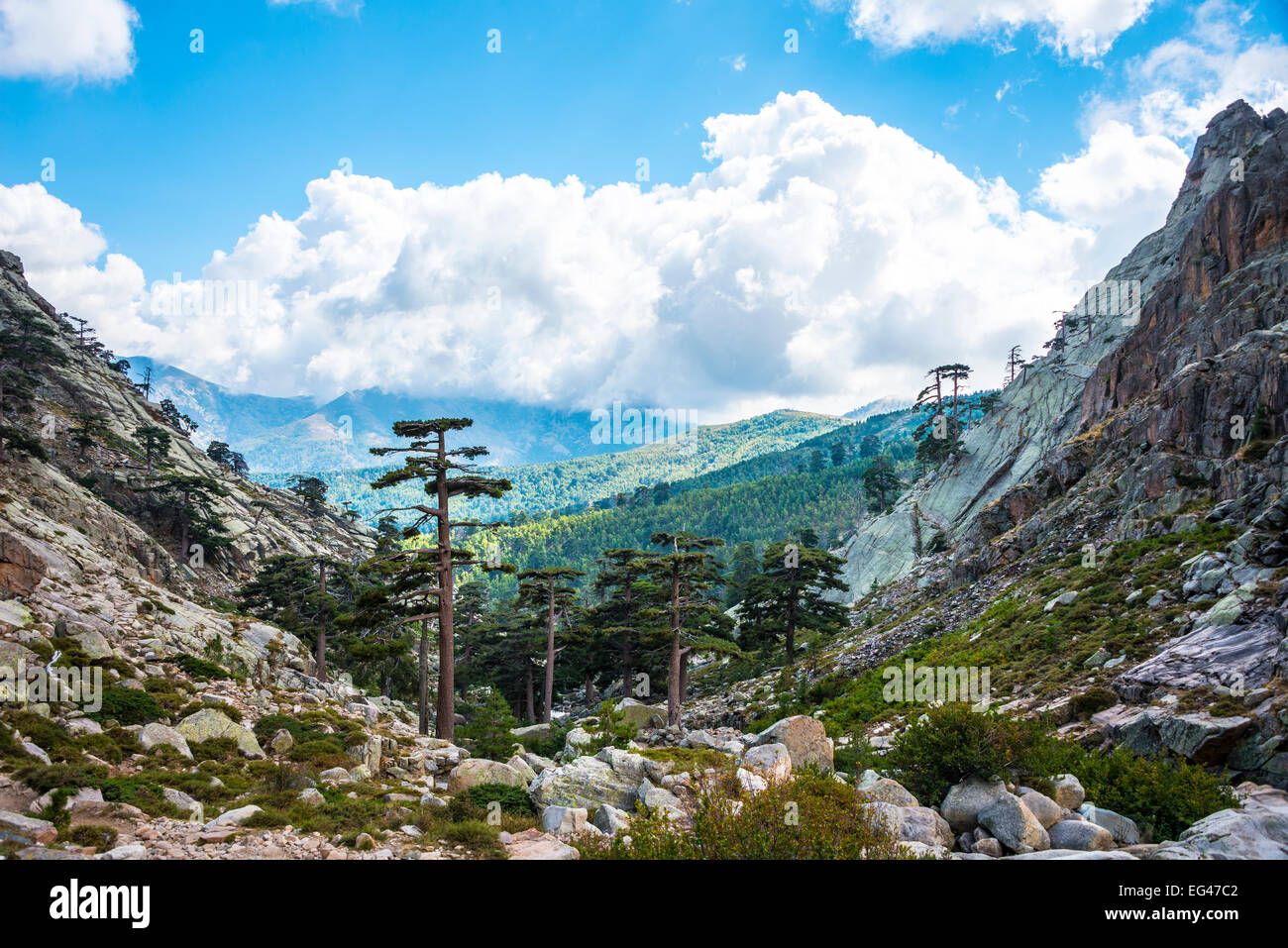 Kiefernwald in den Bergen, Golo-Tal, Korsika, Frankreich Stockfoto