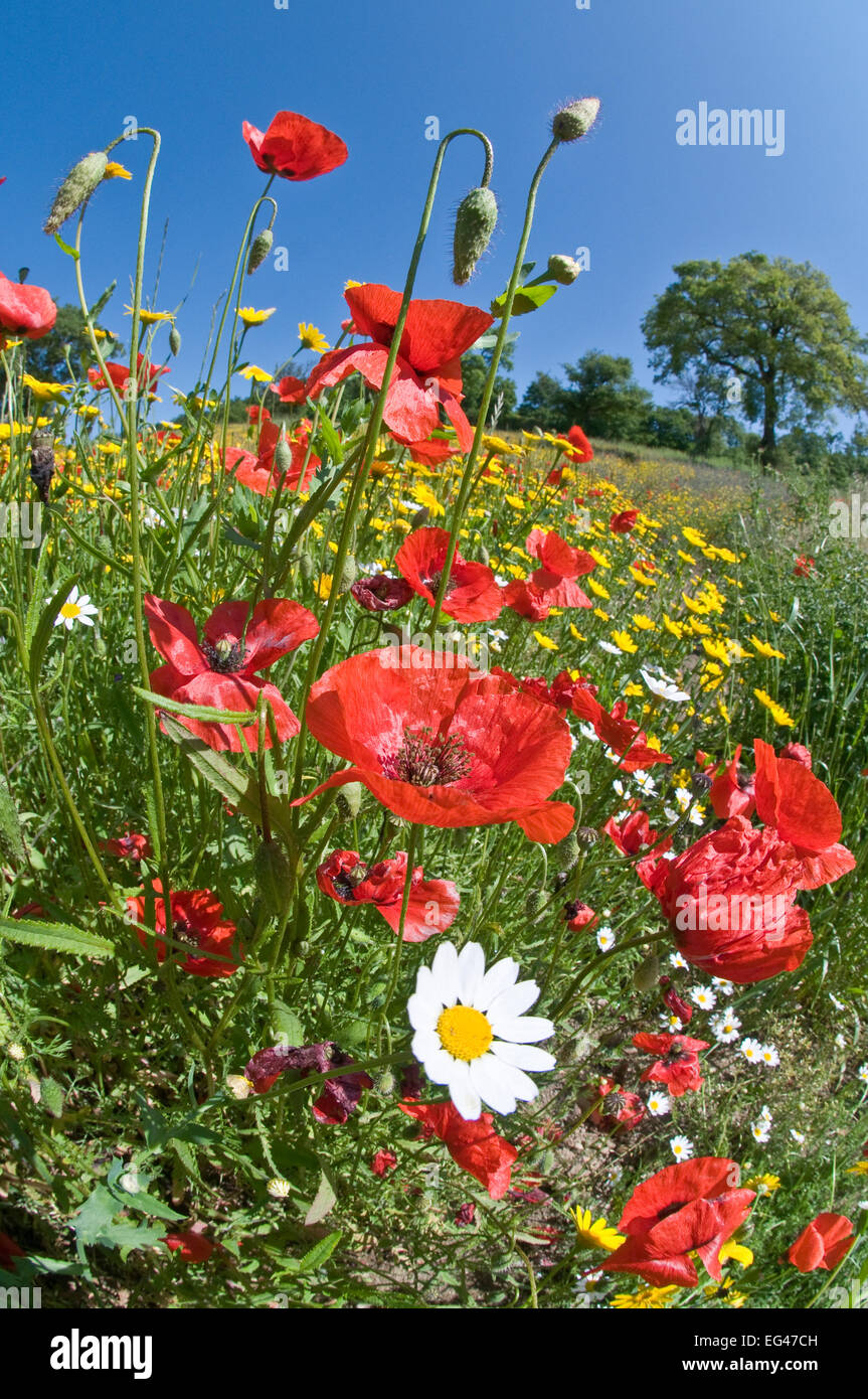 Mohn (Papaver Rhoeas) in Blumenzucht in der Nähe von militärischen Friedhof Bolsena Italien. Fisheye-Objektiv aufgenommen Stockfoto