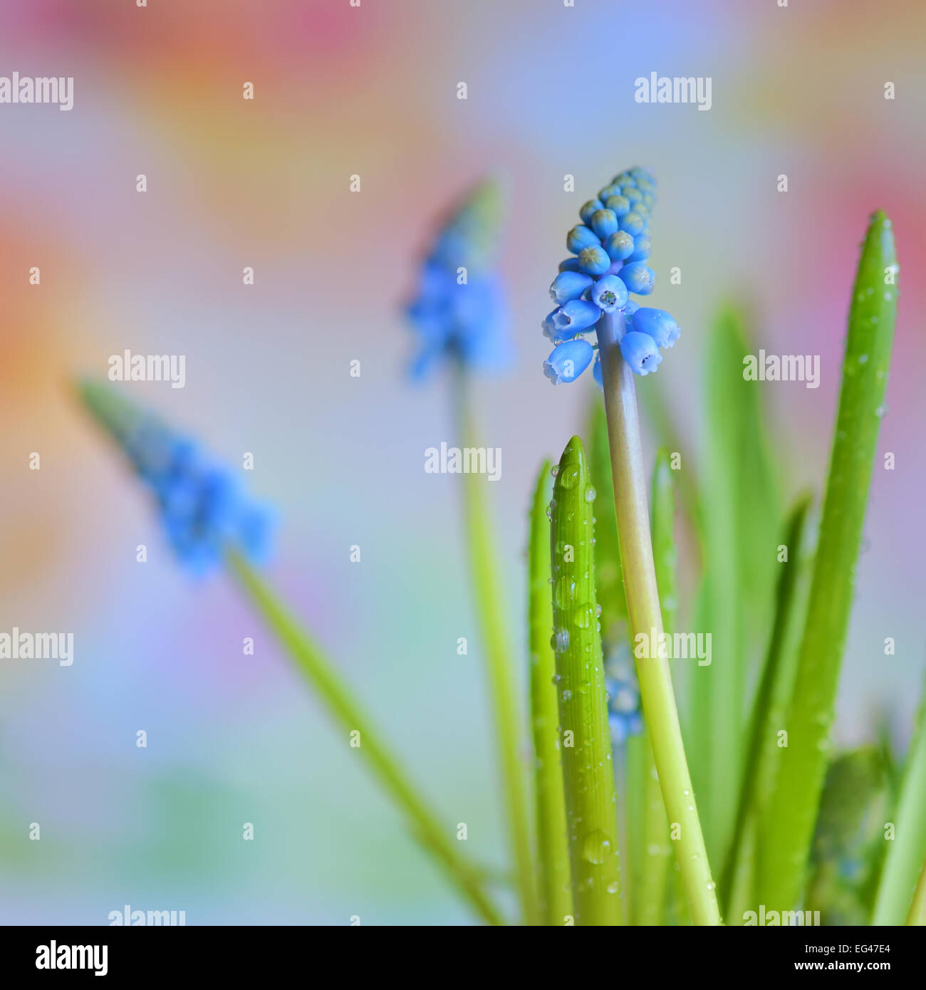 Muscari Botryoides Blumen auch bekannt als blaue Trauben Hyazinthe Stockfoto