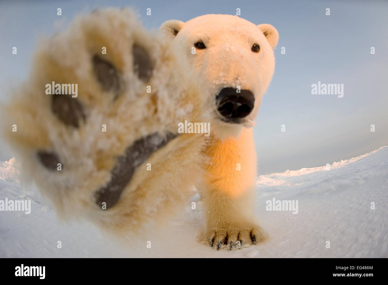 Eisbär (Ursus Maritimus) neugierige junge Wildschwein auf dem neu gefrorene Packeis erreicht Fernkamera Pfote Beaufortsee aus Bereich 1002 Arctic National Wildlife Refuge North Slope Alaska Stockfoto