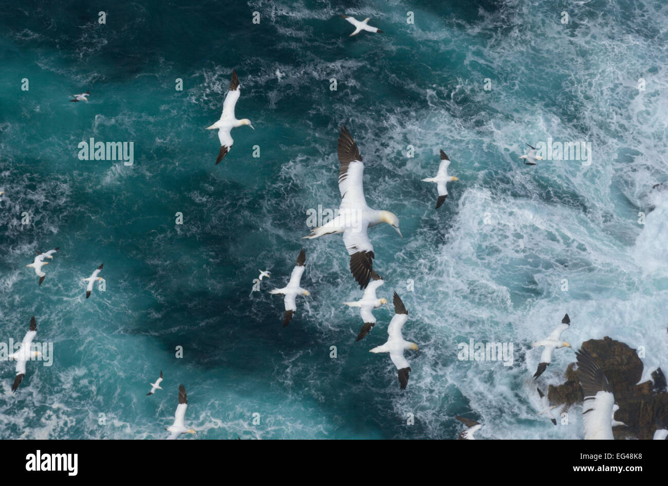 Basstölpel (Morus Bassanus) während des Fluges in Force 8 Stürme über dem tobenden Meere. Shetland-Inseln Schottland UK September. Stockfoto