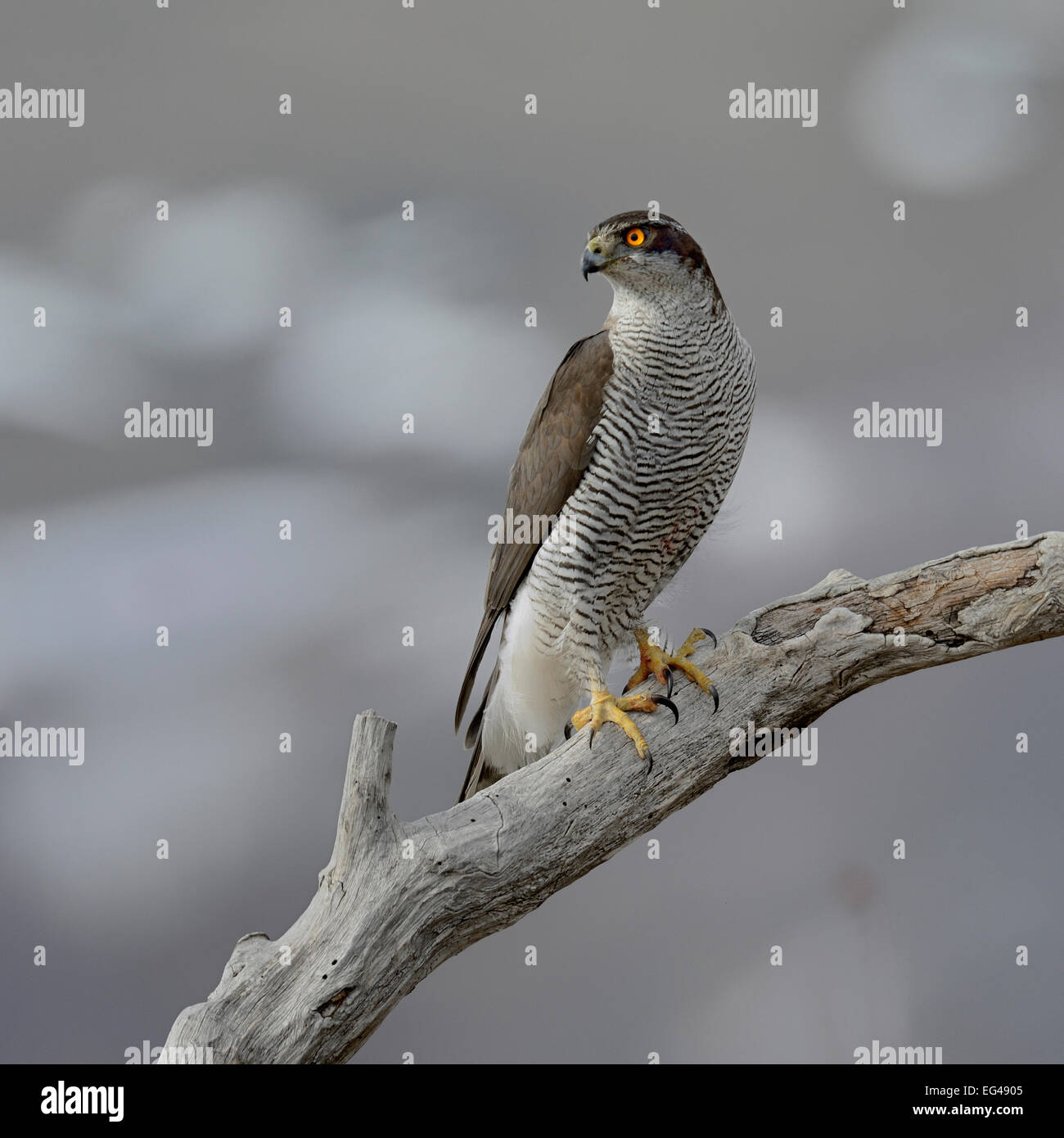 Nördlichen Goshawk(Accipiter gentilis) auf AST Bulgarien Februar Stockfoto