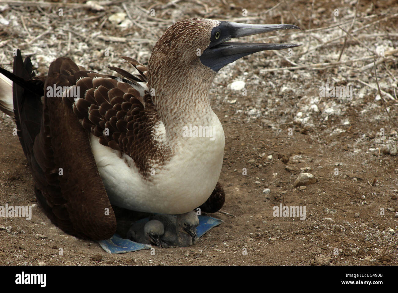 Ein Blue Footed Boobie auf der Isla De La Plata in der Nähe von Puerto Lopez, Ecuador Stockfoto