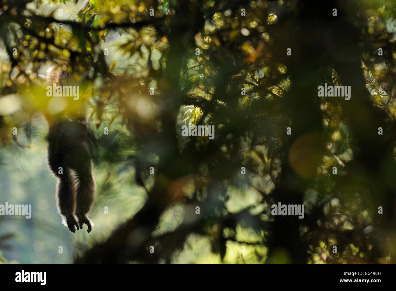 Östliche Hoolock Gibbon (Hoolock Leuconedys) hängenden Niederlassung in seine Arme zwischen Streifzüge durch den Regenwald Gaoligongshan Naturschutzgebiet Yunnan China Stockfoto