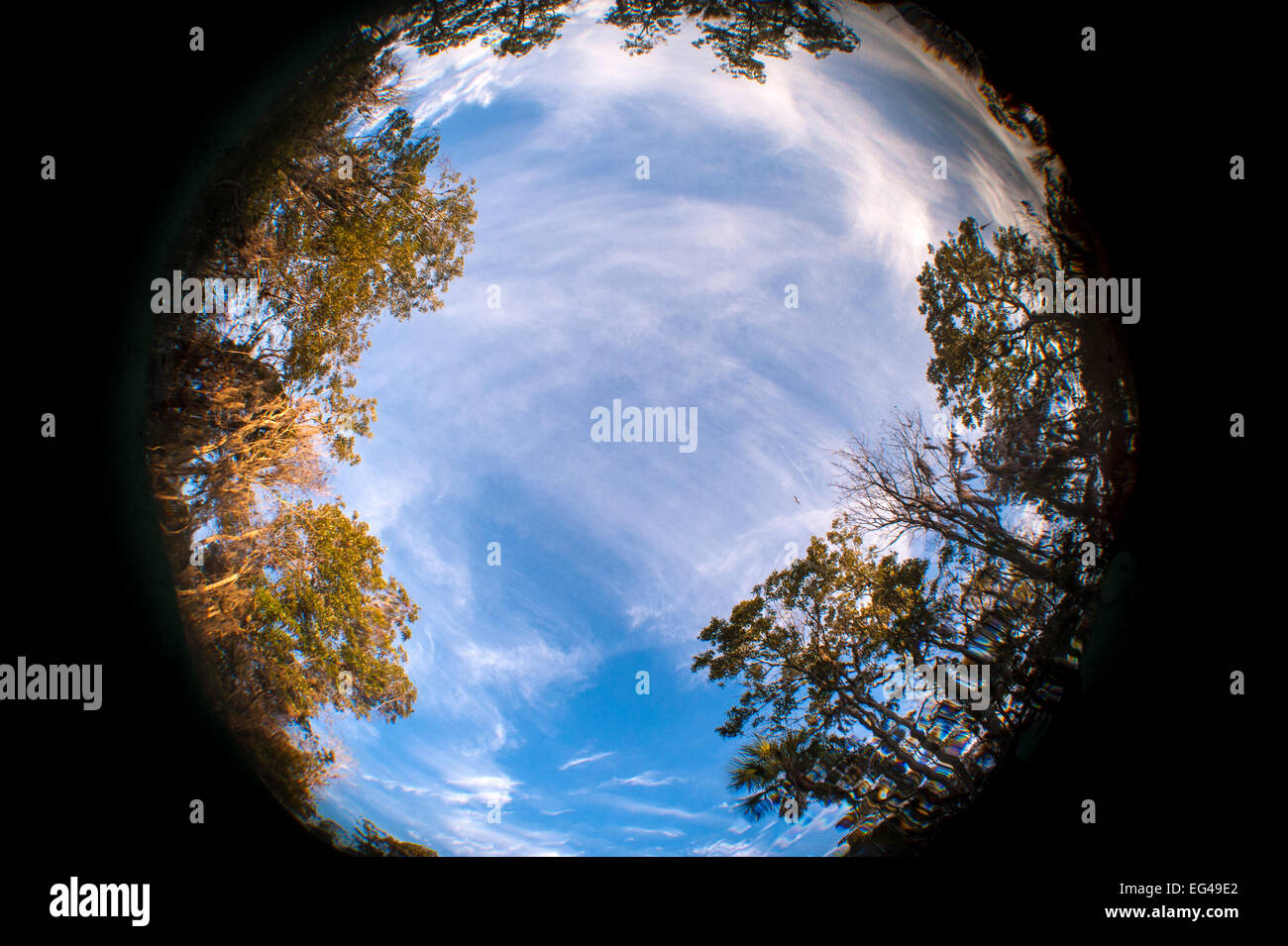 Bäume-Himmel im Morgengrauen durch die Oberfläche drei Schwestern Frühling Crystal River Florida USA Amerika fotografiert. Stockfoto