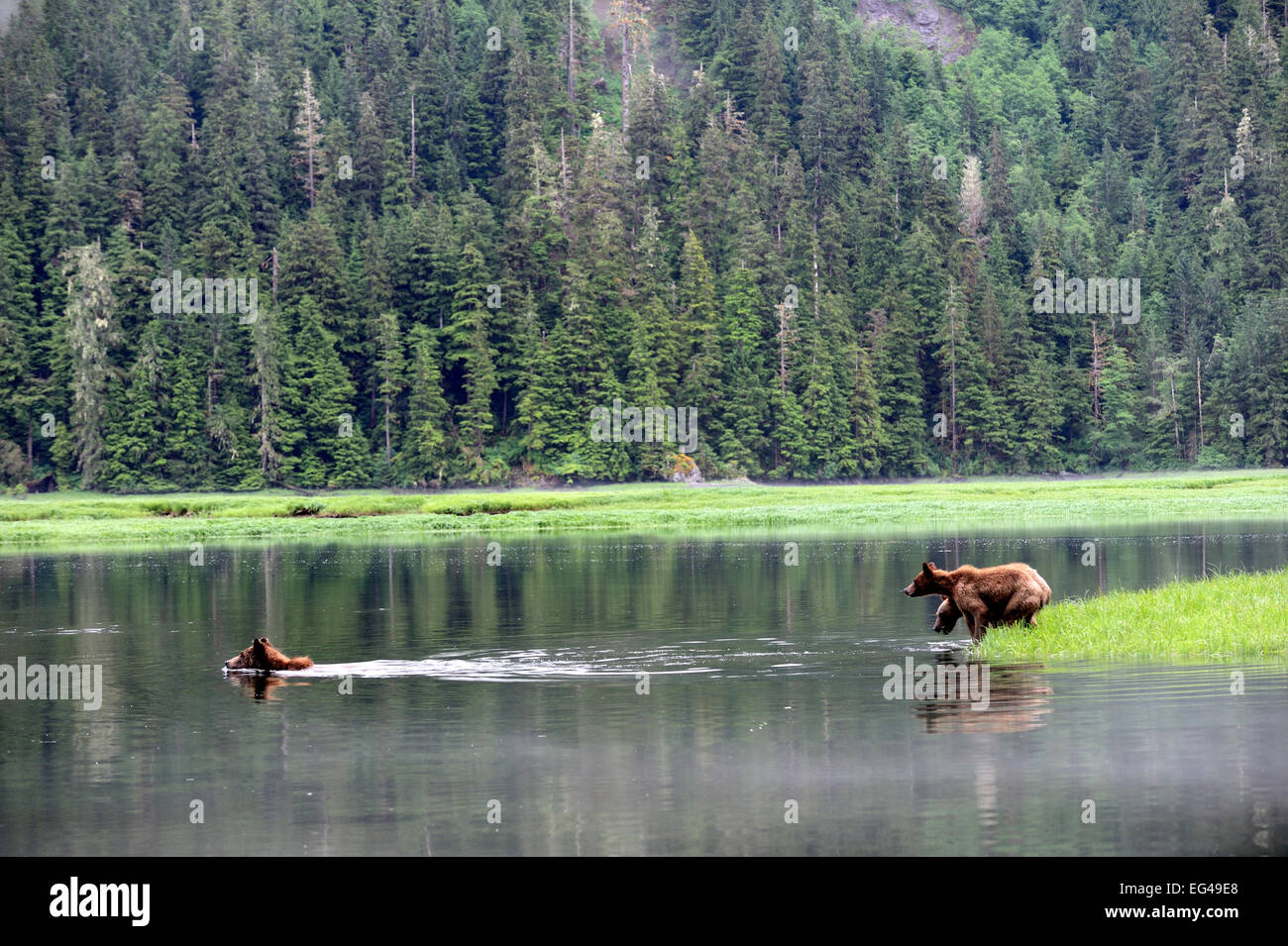 Weibliche Gebirgsflanken Bär (Ursus Arctos Horribilis) Wasser zu überqueren, gefolgt von ihren zwei jungen Khutzeymateen Grizzlybär Heiligtum British Columbia Kanada Juni. Stockfoto