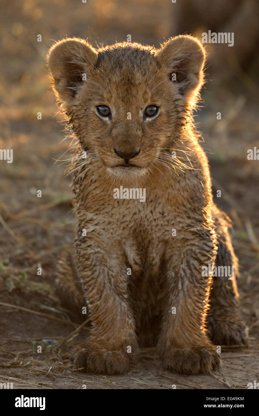 Afrikanischer Löwe (Panthera Leo) Cub Maasai Mara Kenia Afrika Stockfoto