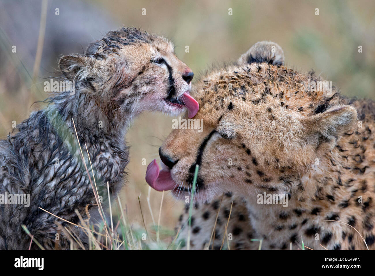 Gepard (Acinonyx Jubatus) Mutter Cub pflegen einander Maasai Mara Kenia Afrika Stockfoto