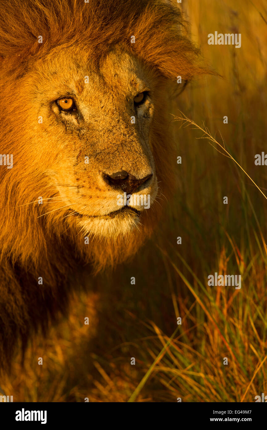 Afrikanischer Löwe (Panthera Leo) männlichen "Kerbe" Porträt Masai Mara Kenia Stockfoto