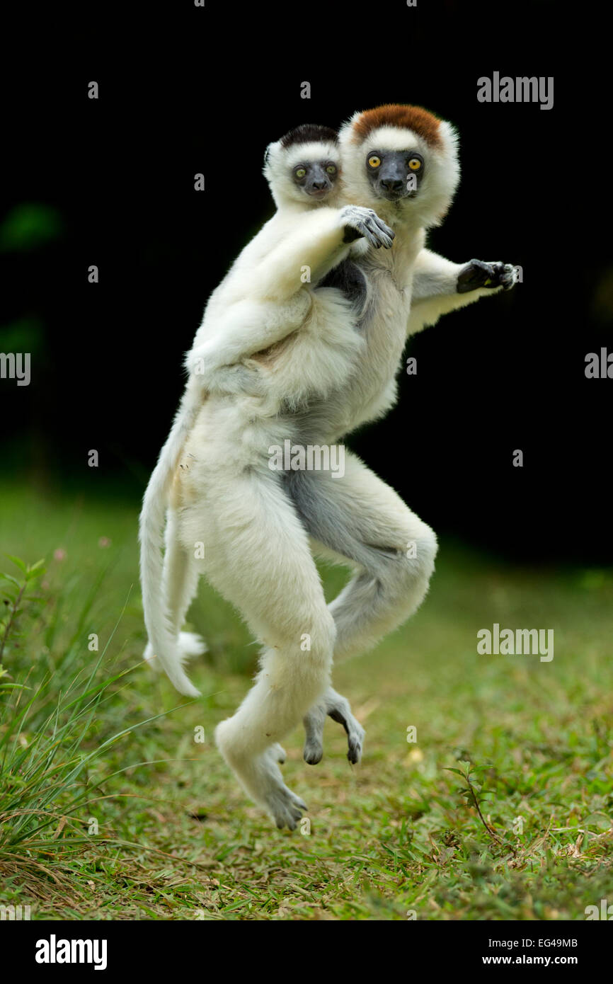 Verreaux Sifaka (Propithecus Verreauxi) Mutter mit Kind.  Madagaskar Stockfoto