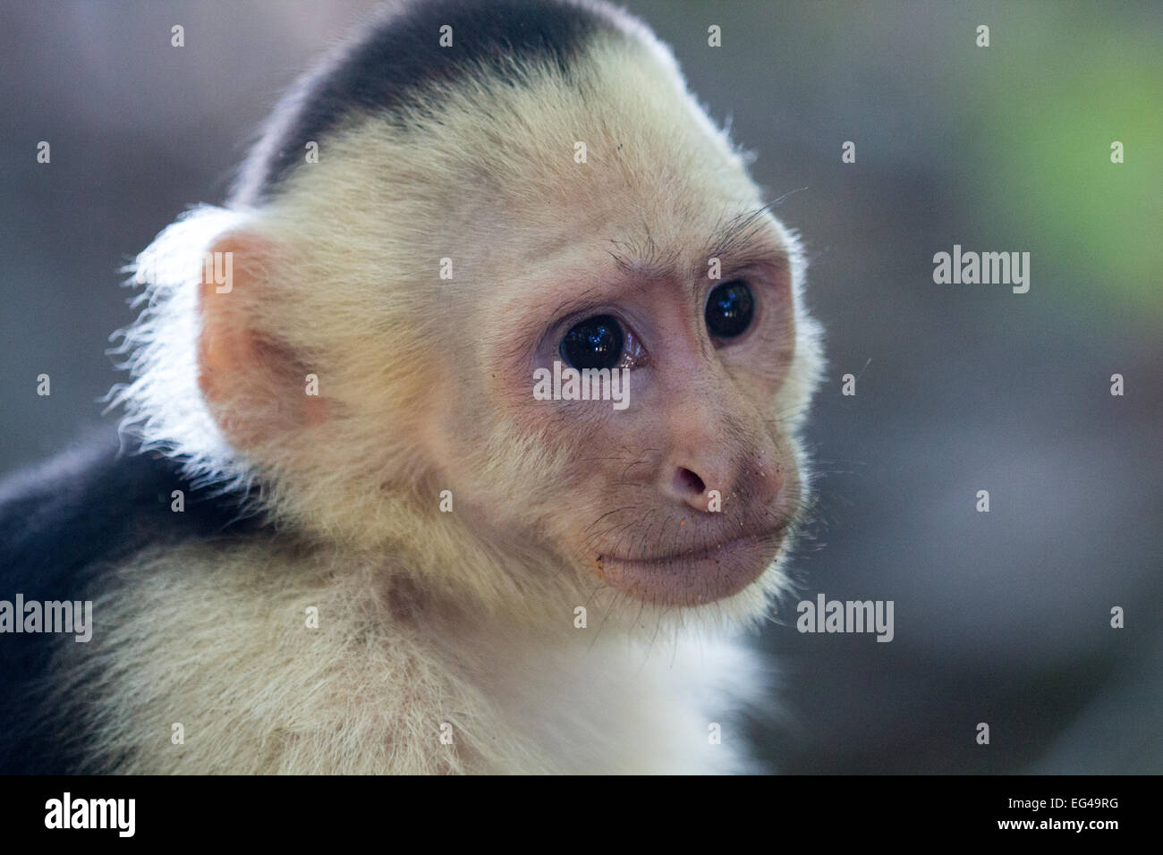 Niedlichen Affen Tierwelt Kopf und Schultern Stockfoto