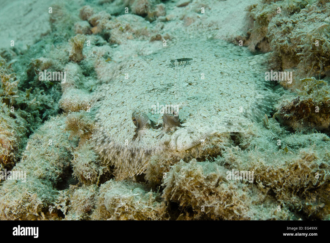 Peacock Flunder (Bothus Mancus) versteckt auf einem sandigen Meeresboden - Roatan, Honduras Stockfoto